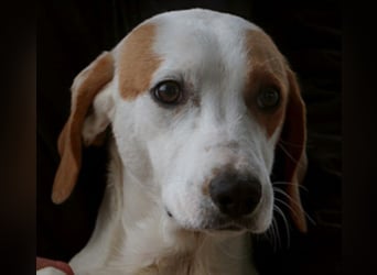 Vittorio