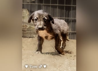 Teddy und seine Geschwister suchen ab September ein Zuhause