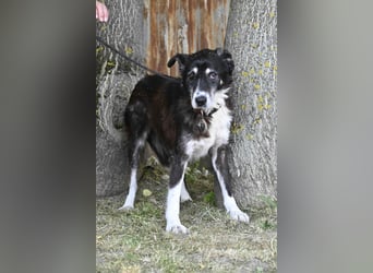 Hetti SI – Hundeomi sucht Gnadenplatz