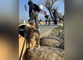 Colliewelpen im amerikanischen Typ