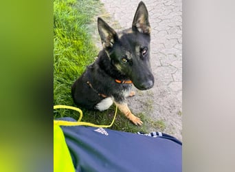 Joshi, geboren 04.06.2024, 54cm sucht neues Zuhause