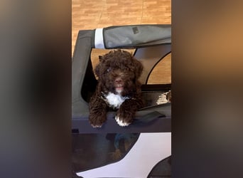 Lagotto Romagnolo Welpen reinrassige
