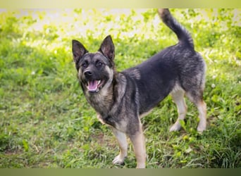 TATZEL - die hübsche Maus sucht eine eigene liebe Familie!
