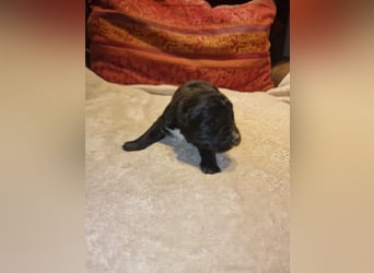 Labrador Schäferhund Mischlings Welpen