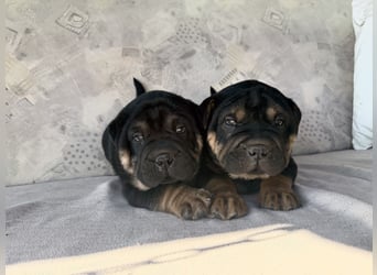 Bullpeiwelpen, Mischling aus englischer Bulldogge und Sharpei/Shar-Pei