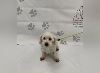NALA - die lustige und liebe kleine Maus möchte so gerne ein glückliches Familienmitglied sein...