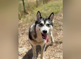 Lyra, geboren 01.07.2024, 54cm sucht aktives Zuhause