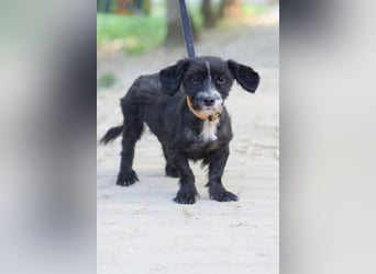 ♥HUGO♥ ab Ende Jun auf PS bei Duisburg - freundlicher und zugänglicher kleiner Jungrüde 29 cm
