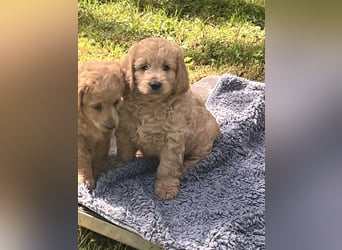 Goldendoodle mini Medium Doodle Abgabe an Pfingsten