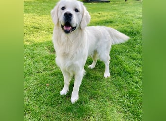 Golden Retriever Welpen vom Züchter – liebevoll & familiär aufgezogen