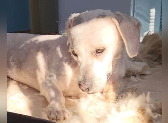 Teddy ❤️ lieb, aktiv - Malteser-Mix Rüde