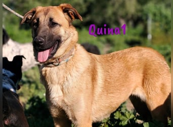 Quina1 06/2024 (ESP) - bezaubernde, aufgeschlossene & soziale Schäferhund-Mix Welpin!