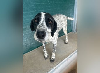 liebe Pointer Mischlings-Hündin Luna sucht ihre Menschen