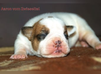Continental Bulldogs vom Zwieseltal