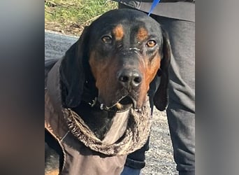 Jack , ungarische Bracke, sucht die Wärme und Nähe des Menschen
