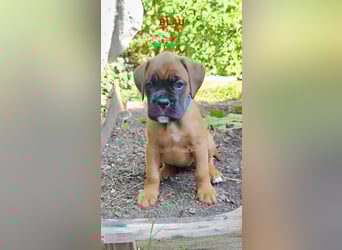 Boxer-Welpen von mehrmaligen Teilnehmern der Deutschen Meisterschaften!!!