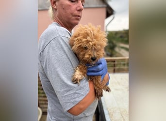 Ali, verspielter Maltipoo Welpe geb. 2025