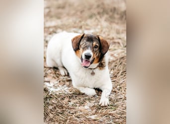 Besondere Agatha sucht ihre Menschen