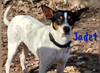 Jade1 04/2022 (ESP) - menschenbezogener, kleiner Ratonero Bodeguero Andaluz!