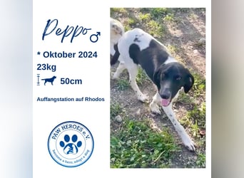 Sanfter und entspannter Junghund PEPPO sucht eine Familie!