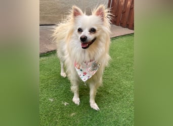 Flocky SR – Freundliche Prinzessin sucht ihr Schloss