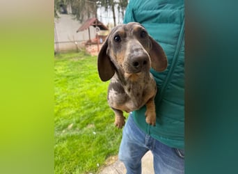 Mazli, geboren 01.10.2022, 22cm sucht seine Menschen