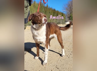 Amelia 08/2018 (ESP) - bezaubernde, ausgeglichene und soziale Hütehund-Mix Hündin!