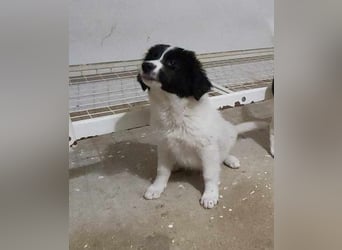 BUB 3 - hofft auf tolle Menschen