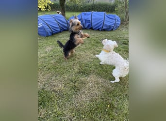Yorkshire Mix Rüde Lenny