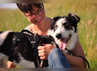 Lucy, unser Sonnenschein sucht ihr Familie, PS in 33034 Brakel