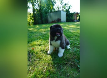 Amerikanische Akita