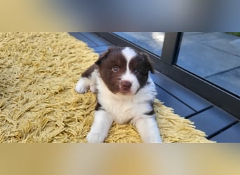 Mini Australian Shepherd Welpen