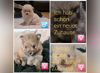 zuckersüße Pomeranianwelpe