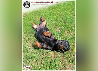 Mega liebe Sally sucht ein Zuhause