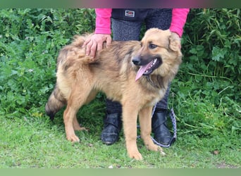 Bea, Mix Collie / Schäferhund, lieb und verträglich
