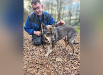 Lacika, 4 Jahre jung, 45 cm, sucht sein Zuhause