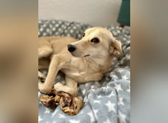 Pinscher- Mischlingsmädchen Elsa sucht ihr liebevolles Zuhause