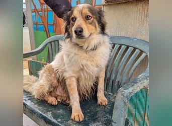 Axel - sanft, fröhlich, liebevoll mit Hund und Mensch - ein Traumtyp