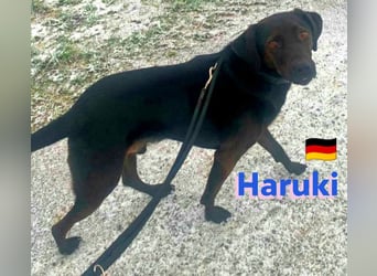 Haruki, 11/18 - VERMITTLUNGSHILFE, sucht DRINGEND
