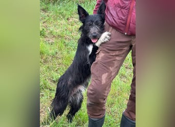 Zorro, geboren 25.09.2024, 40cm sucht sein Glück