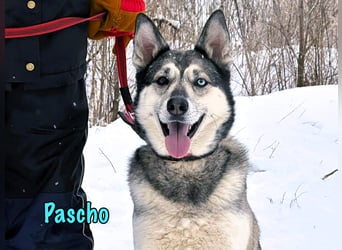 Pascho 03/2022 - energiegeladener und lernwilliger Husky (Mix) sucht sportliche Rasseliebhaber!