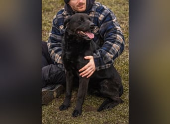 Wunderschöner Labradormischling Ivar sucht seine Menschen   Zuhause oder Pflegestelle zum 02.08.2025