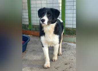 Brandy, 22.09.2024 geboren sucht sein Plätzchen