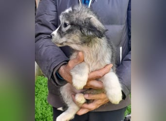 Tiara ❤️ aufgewecktes Husky-Mix Mädl
