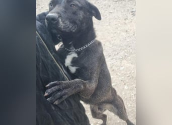 Freundl. Staff-Mix♥Dante♥ Vermittl.CH+AT