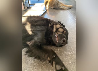 Cooper ❤️ Pflegefamilie 42109 Wuppertal