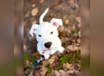 NEUE Welpen sind da.. die reinrassigen Dogo Argentinos mit Ahnenpass