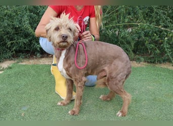 Curly, Mix Podengo / Labradoodle, lieb und sozial