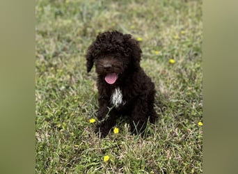 Lagotto Romagnolo – Hochwertige Welpen aus der registrierten Zuchtstätte King of the Truffles