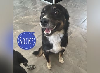 Socke - absoluter Familienhund